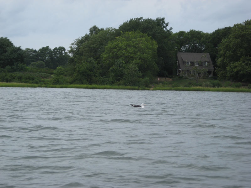 IBOBP2010-293