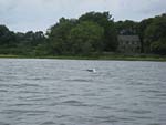 IBOBP2010-293
