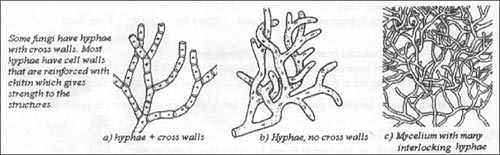 Hyphae